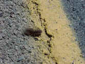 caterpillar riding the double yellow line